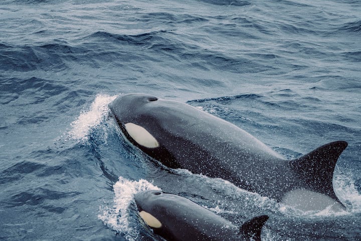 Observing Wild Animals Safely: A Guide to Respectful and Responsible Wildlife Encounters