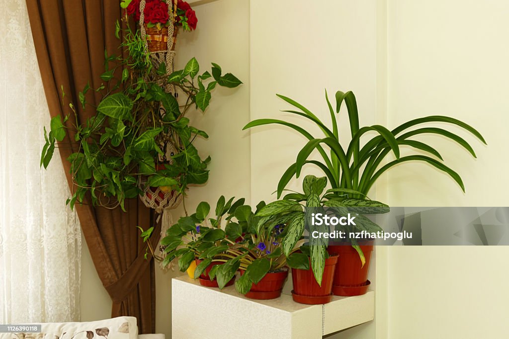 10 Best Indoor Plants That Naturally Purify Your Air — Backed by Science 10 Best Indoor Plants That Naturally Purify Your Air — Backed by Science