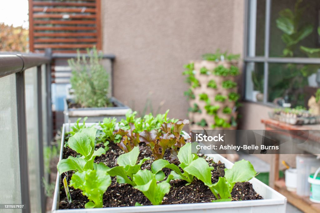 Transform Your Tiny Space Into a Thriving Garden: Smart Solutions for Urban Growers
